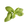 Basilicum