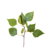 Berkenblad