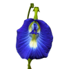 Blauwe clitoris