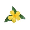 Damiana