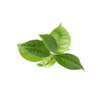 Groene thee