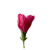 Hibiscusbloem