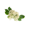 Vlierbloesem
