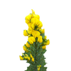 Honeybush
