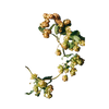 Hopfen
