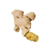 Ginger
