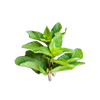 groene munt