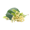 Lindebloesem