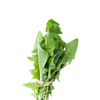Paardenbloem kruid