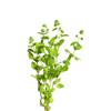 Marjolein