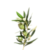 Olijfblad