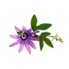 Passiebloem kruid