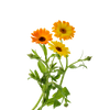Goudsbloem