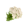 Duizendblad kruid