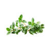 Tijm