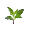 Tulsikruid