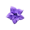 Viooltjesbloesem