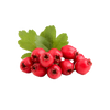 Meidoornbes