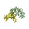 Alsemkruid